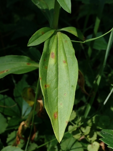 Vaistinis putoklis nuotrauka