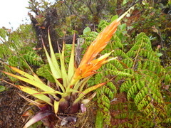 Tillandsia cryptopoda