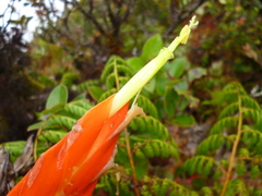 Tillandsia cryptopoda