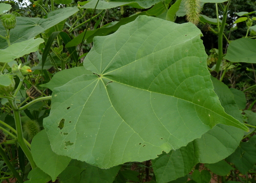 velvetleaf