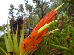 Tillandsia cryptopoda