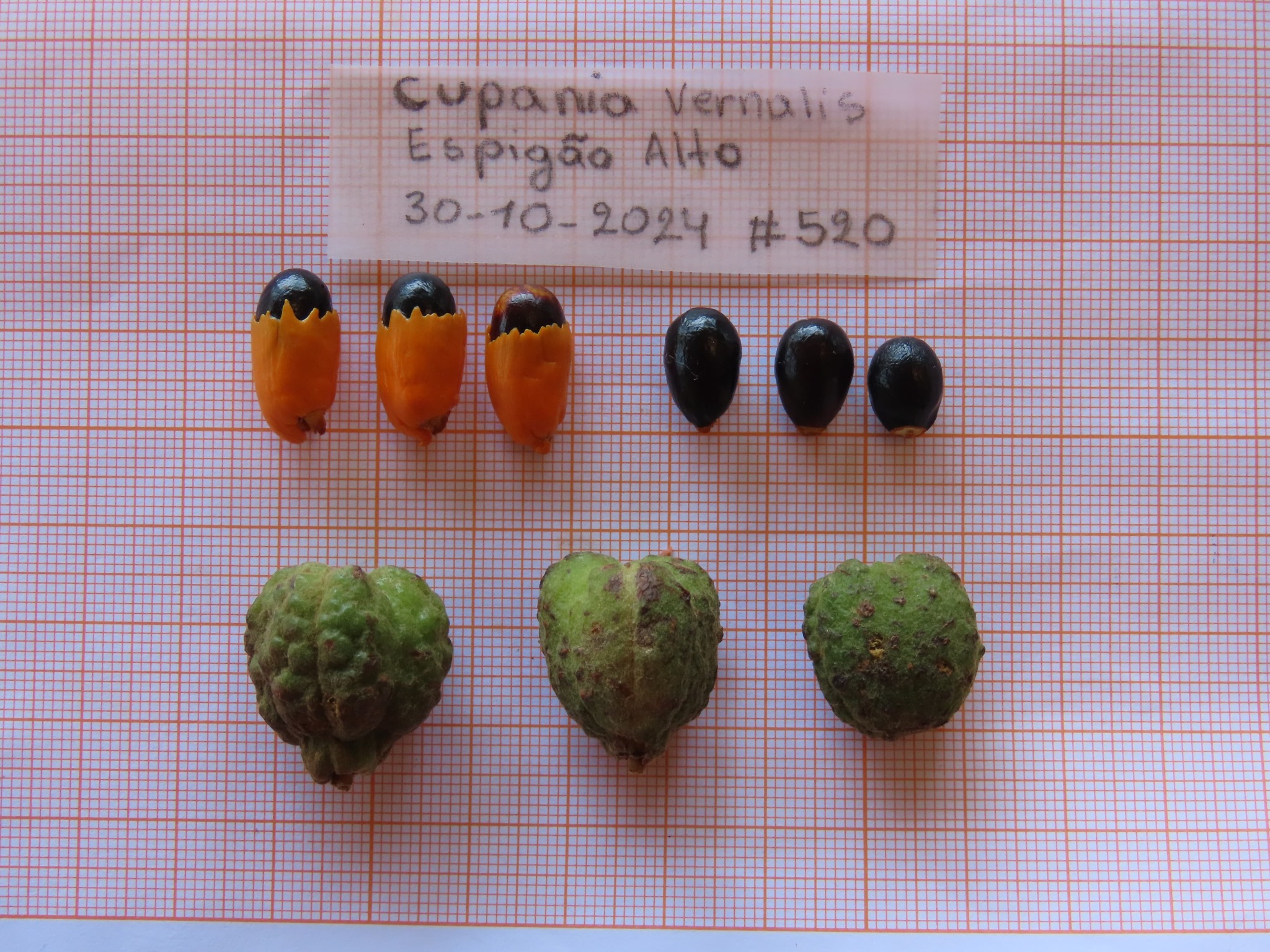 Cupania vernalis