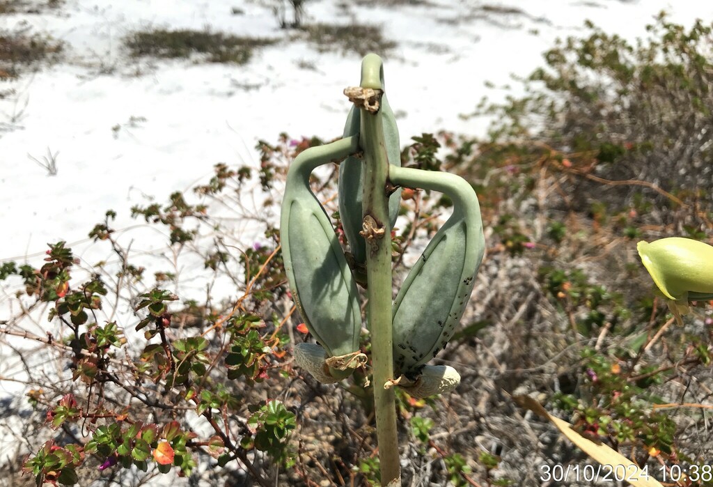 Catasetum gardneri