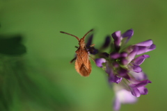Coriomeris denticulatus