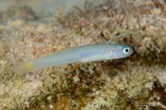 Hovering Goby photo 4