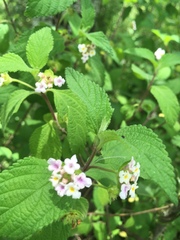 Lantana hirta