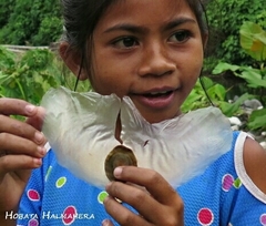 Alsomitra macrocarpa