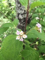 Lantana hirta