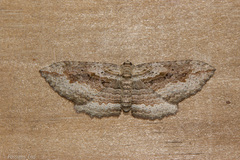 Austrocidaria