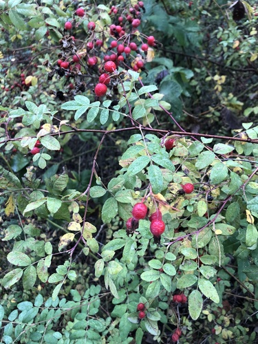 Image of Rosa pisocarpa by no rights reserved