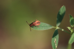 Coriomeris denticulatus