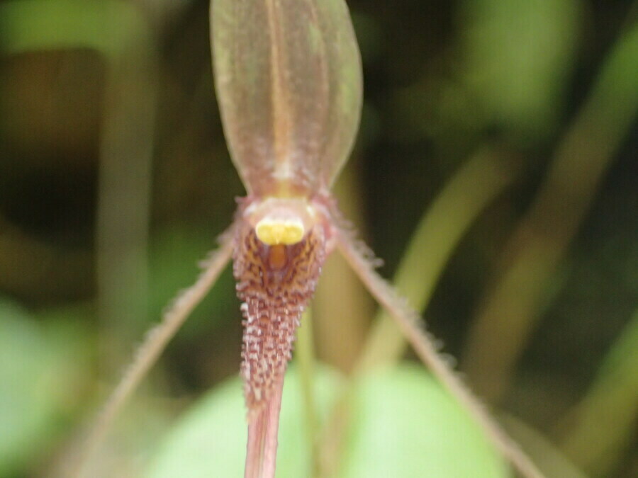 Pleurothallis killipii; photograph (c) JR Ferrer-Paris, some rights reserved (CC BY)