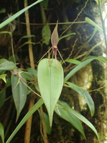 Pleurothallis killipii, photograph 6