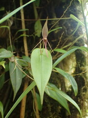 Pleurothallis killipii, photograph (c) JR Ferrer-Paris, some rights reserved (CC BY)