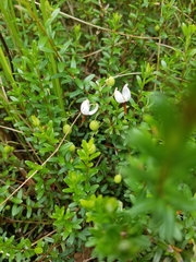 Vaccinium macrocarpon