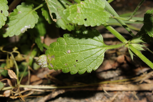 Image of Stachys bigelovii by (c) Rodolfo Maximiliano Gutiérrez-Sánchez, some rights reserved (CC BY)