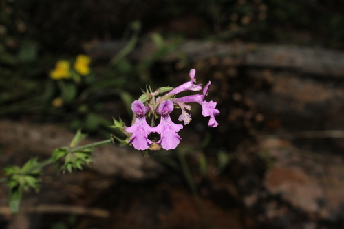 Rock Hedgenettle (Stachys bigelovii)