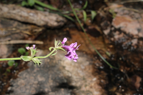 Image of Stachys bigelovii by (c) Rodolfo Maximiliano Gutiérrez-Sánchez, some rights reserved (CC BY)