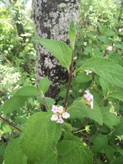 Lantana hirta