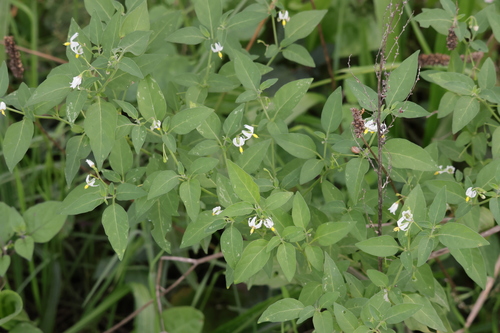 tall nightshade