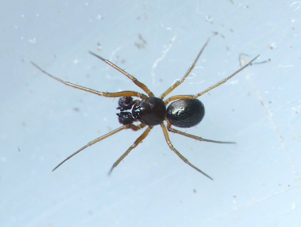 Theonina cornix
