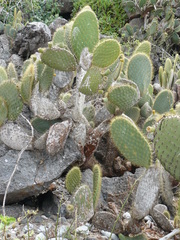 Opuntia helleri