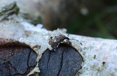 Platystomos albinus