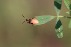 Coriomeris denticulatus