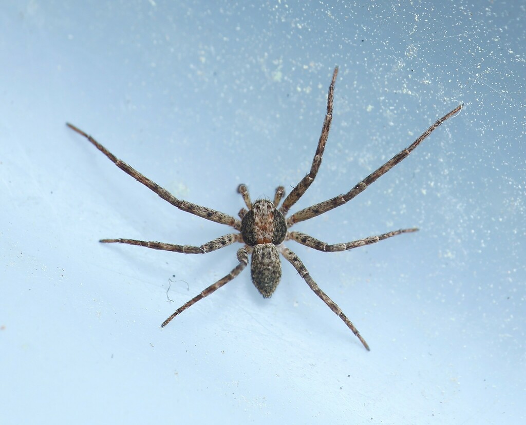 Pulchellodromus simoni