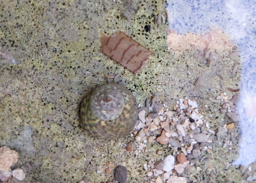 Photo of Turbinate monodont (Phorcus turbinatus)