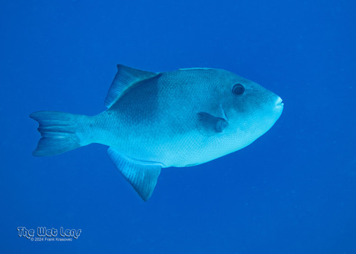 Photo of Ocean triggerfish (Canthidermis sufflamen)