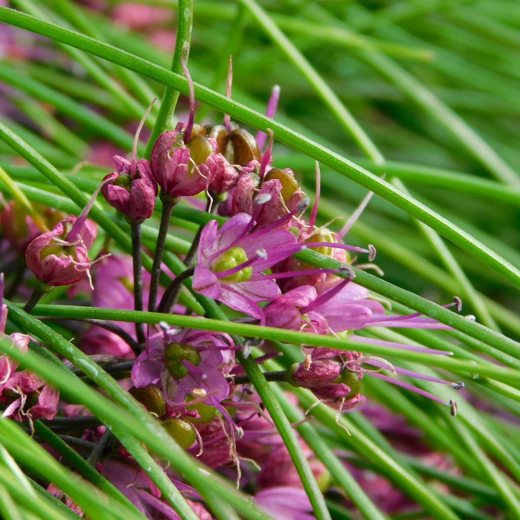 Allium virgunculae