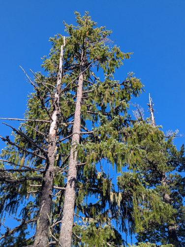 Brewer's spruce (Picea breweriana)