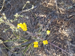 Erysimum suffrutescens