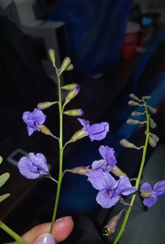 Bowdichia virgilioides