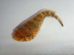 Skilletfish photo 5