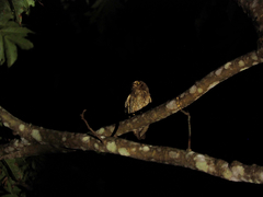 Otus elegans botelensis