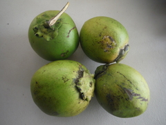 Diospyros nigra