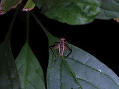 Lebinthus lanyuensis