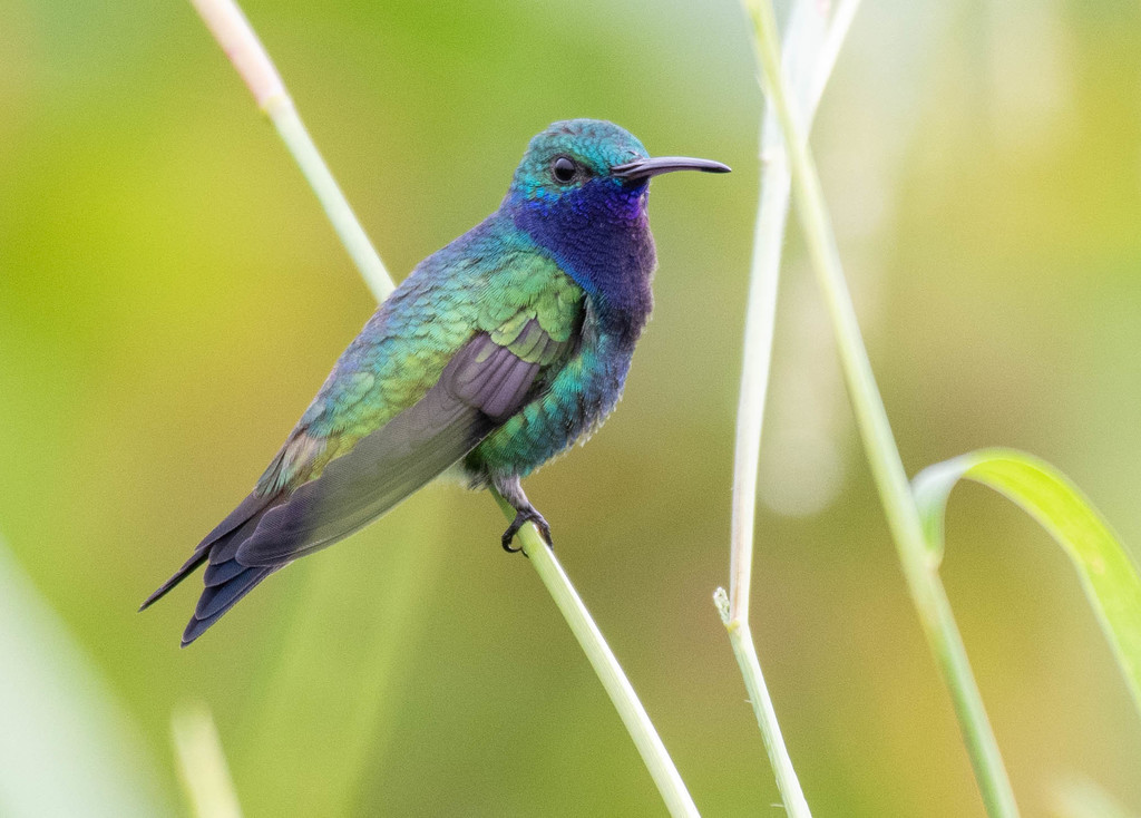 Sapphire-Throated Hummingbird