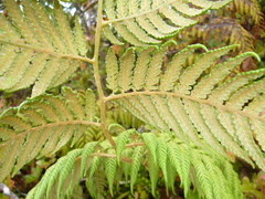 Cibotiaceae