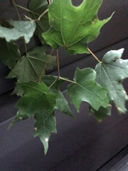 Acer leucoderme
