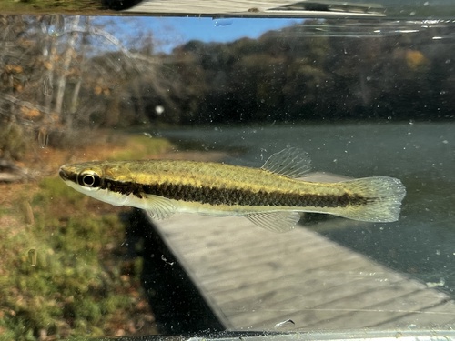 Blackstripe Topminnow
