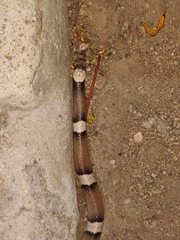 Phyllorhynchus browni