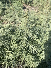 Ambrosia artemisiifolia