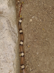 Phyllorhynchus browni