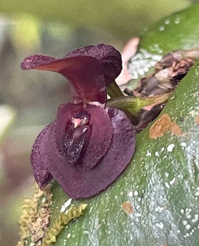 Pleurothallis cordata