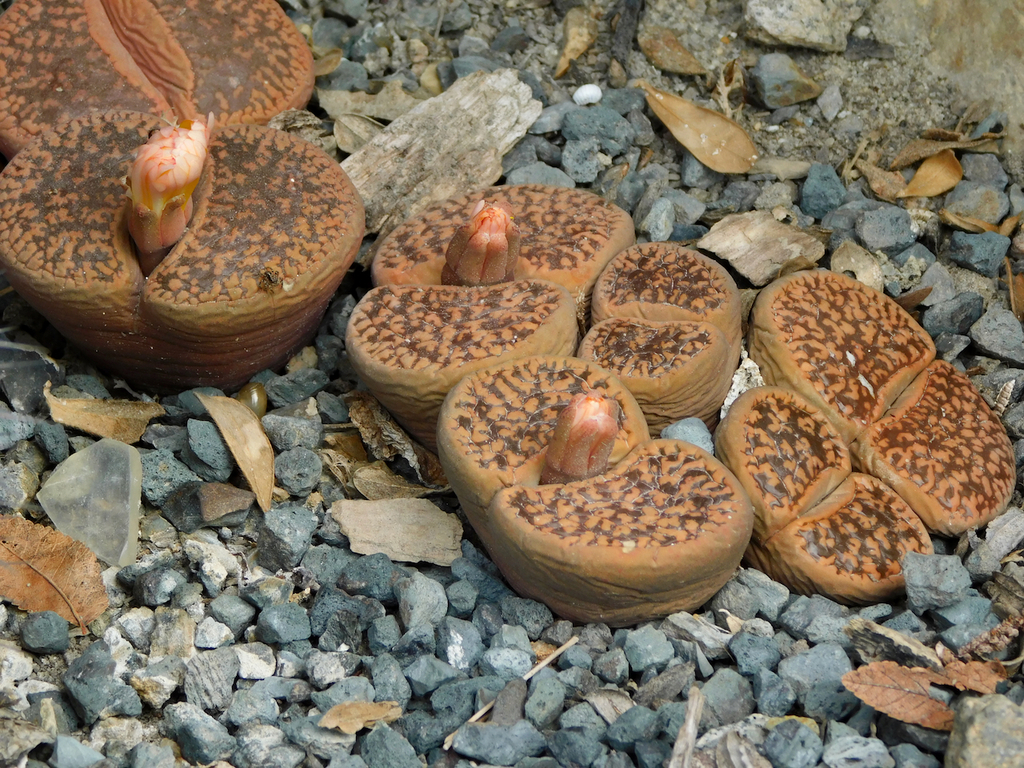 Living stones