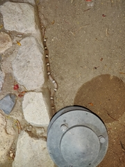 Phyllorhynchus browni