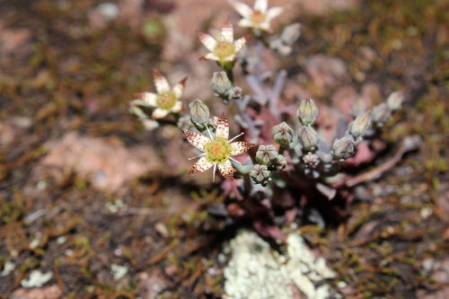Graptopetalum pusillum